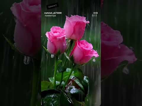 Image youtube